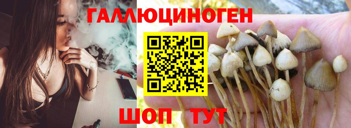 Ржев  Галлюциногенные грибы Psilocybe  Вход с VPN 